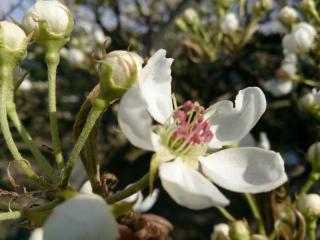 受粉用の梨の花