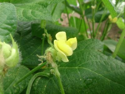 大豆の黄色い花