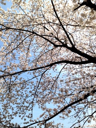2016-04桜