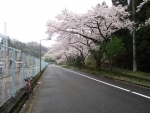 城山発電所　桜