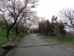 本沢梅園　桜