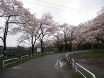 本沢梅園　桜