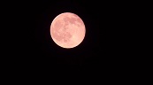 草莓月亮