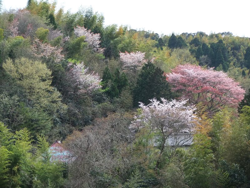 web国吉赤い山桜風景