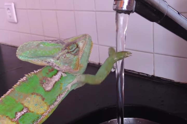 動物動画 カメレオンが蛇口の水で手を洗ってる 洗い方もぎこちなくてかわいい ワールドアニマル