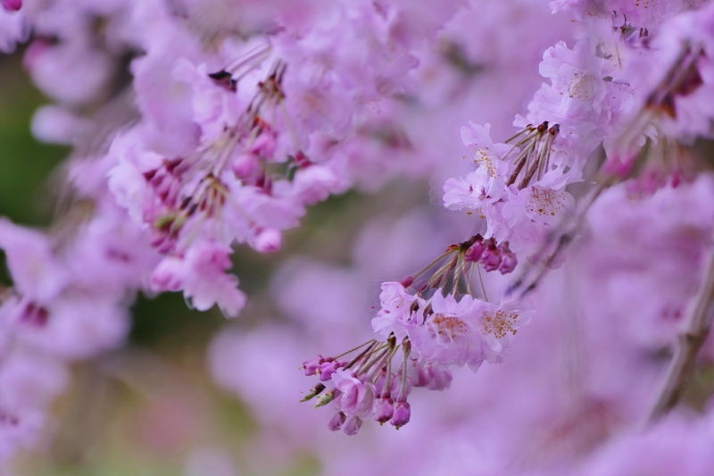 枝垂れ桜 (800x533)