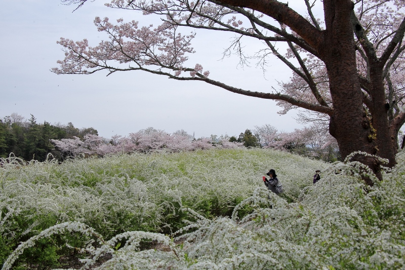雪柳と桜の共演 (800x533)