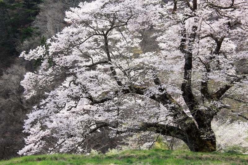 駒つなぎの桜（左方向） (800x533)
