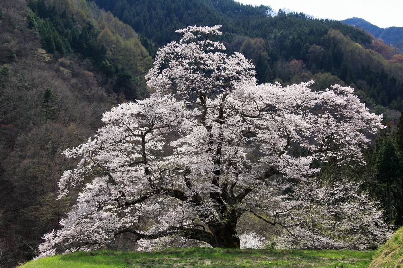 駒つなぎの桜（上から） (800x533)