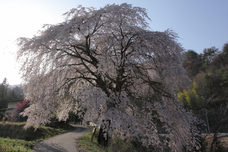 扇平（おんびら）の枝垂れ桜 (800x533)